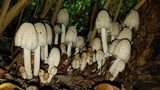 Coprinopsis variegata image