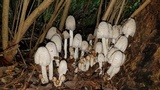 Coprinopsis variegata image