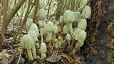 Coprinopsis variegata image