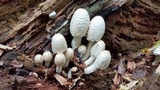 Coprinopsis variegata image