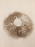 Agrocybe sororia image