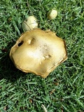 Suillus collinitus image