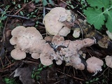 Cerrena unicolor image