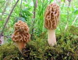 Morchella americana image