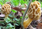 Morchella americana image