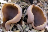 Peziza varia image