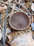 Geoscypha violacea image