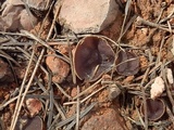 Geoscypha violacea image
