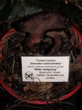 Sarcodon subincarnatus image