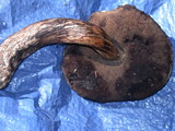 Tylopilus porphyrosporus image