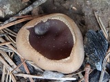 Geoscypha violacea image