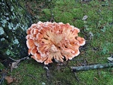 Laetiporus cincinnatus image