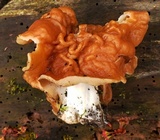 Gyromitra brunnea image