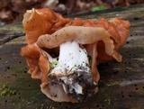 Gyromitra brunnea image