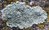 Lecanora muralis image
