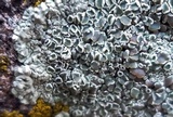Lecanora muralis image