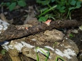 Sarcoscypha occidentalis image