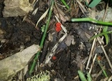 Sarcoscypha occidentalis image