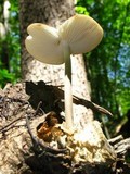 Xerula furfuracea image