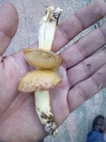 Suillus collinitus image