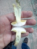 Suillus collinitus image
