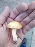 Suillus collinitus image