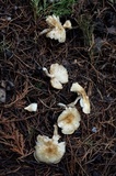 Zhuliangomyces ochraceoluteus image