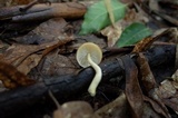 Zhuliangomyces ochraceoluteus image