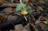 Zhuliangomyces ochraceoluteus image