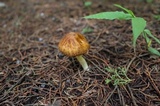 Zhuliangomyces ochraceoluteus image