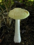 Hymenopellis megalospora image