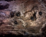 Creosphaeria sassafras image