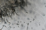 Creosphaeria sassafras image