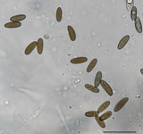 Creosphaeria sassafras image