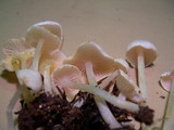 Entoloma sericellum image