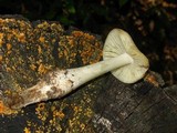 Hymenopellis megalospora image