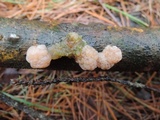 Tremella encephala image