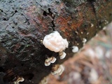 Tremella encephala image