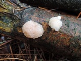 Tremella encephala image