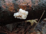 Tremella encephala image