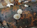 Tremella encephala image