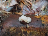Tremella encephala image