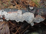 Stereum sanguinolentum image