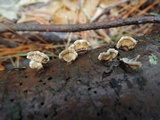 Stereum sanguinolentum image