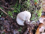 Discina ancilis image