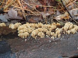 Plicaturopsis crispa image