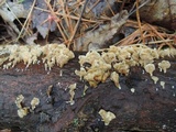 Plicaturopsis crispa image