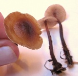 Gymnopus semihirtipes image