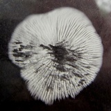 Gymnopus semihirtipes image