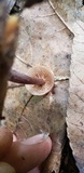Gymnopus semihirtipes image